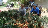 Thu hoạch vải thiều sớm ở xã Phượng Sơn