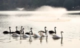 Đàn thiên nga ở Hồ Gươm có 12 con, 7 con màu đen và 5 con màu trắng