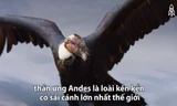 Thần ưng Andes - biểu tượng của sức mạnh và quyền lực