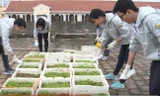 Sáng tạo của học sinh trường chuyên, biến nóc tòa nhà thành vườn rau sạch