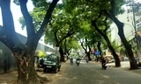Cận cảnh hàng cây xanh mướt sắp bị di dời, đốn hạ ở TPHCM