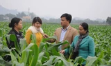 Anh Hòa đang trao đổi với người dân và cán bộ khuyến nông xã về cách trồng và chăm sóc cây ngô vụ đông. Ảnh: Chúc Ngọc Huyền.