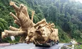 Cây khủng bon bon trên đường vượt qua nhiều trạm CSGT nhưng chưa bị xử lý.