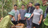 Nhân viên bảo vệ rừng bị bắt quả tang cùng nhóm lâm tặc khai thác gỗ trái phép