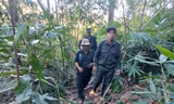 Những người ‘gác Tết’ để giữ rừng mãi xanh ở Bắc Tây Nguyên