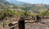 Rừng bị phá, đốt nhưng địa phương báo cáo 'dọn thực bì'