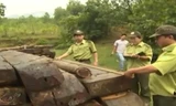 Trong 10 ngày, Quảng Nam thu giữ 35 khối gỗ quý