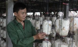 Anh Nguyễn Văn Duẩn chăm sóc vườn nấm của HTX.