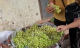 Nho xanh giá rẻ bán tràn lan tại Hà Nội ở đâu ra?