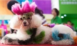 Hốt bạc nhờ dịch vụ làm đẹp thú nuôi