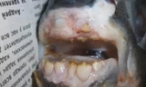 Bắt được con cá vô cùng kỳ lạ, hàm răng như của con người