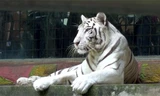 Chiêm ngưỡng loài hổ trắng cực hiếm tại Việt Nam
