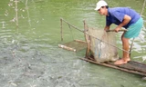 Mô hình nuôi cá lóc bông tại An Phú, An Giang. Ảnh: Ngọc Trinh.