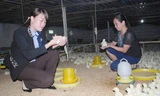 Chị Lợi (bên trái) chăm sóc đàn gà công nghiệp thương phẩm mới 5 ngày tuổi. Ảnh: Duy Ngợi.