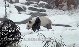 Gấu trúc “phát cuồng” khi lần đầu nhìn thấy tuyết