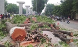 Hà Nội lý giải việc chặt gần 300 cây cổ thụ 