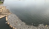 Cá chết trắng hồ Yên Sở do thay đổi thời tiết?