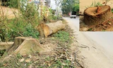 Sở Xây dựng đề nghị các địa phương nghiêm cấm tình trạng tự ý chặt hạ, dịch chuyển cây xanh.