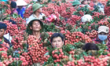 Bắc Giang sẵn sàng các phương án tiêu thụ vải thiều