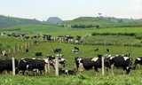 Mộc Châu có lợi thế về khí hậu và thổ nhưỡng để phát triển đàn bò sữa