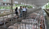 Một trang trại chăn nuôi lợn sử dụng vốn vay từ Agribank Thống Nhất