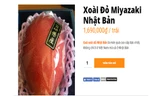 Một quả xoài đỏ được rao bán với mức giá gần 1,7 triệu đồng/trái. Ảnh: Vinfruits