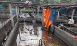 Những bể cá tầm phải bỏ hoang vì người nuôi thua lỗ