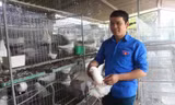 Anh Nguyễn Thế Dũng trong khu nuôi bồ câu Pháp mới triển khai