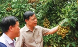 Bộ trưởng Bộ NN&PTNT Nguyễn Xuân Cường đến với người trồng nhãn Ảnh: Bình Phương 