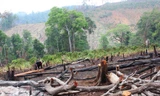 Nạn phá rừng tới nay vẫn chưa chấm dứt ở Đắk Nông