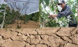 Hồ đập cạn khô, ruộng đồng nứt nẻ, dân quay cuồng trong nắng nóng miền Trung