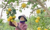 'Đệ nhất' cam Hà Tĩnh vào vụ, chín vàng cả khu đồi