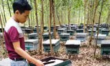 Công an vào cuộc vụ hơn 200 tổ ong chết đồng loạt nghi bị đầu độc