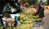Bưởi đặc sản vào vụ, trăm người soi đèn thức trắng bán ở chợ đêm