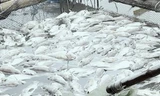 Cá mú, hàu nuôi lồng bè chết bất thường ở Hà Tĩnh