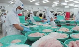 Trong 3 tháng, từ 15/7 đến 15/10, tất cả các lô hàng cá tra xuất khẩu sang Mỹ sẽ được kiểm tra 100% về chỉ tiêu an toàn thực phẩm