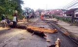 Hiện trường cây bị ngã đổ