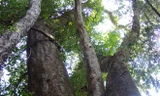 Nhìn gần cổ thụ khổng lồ hơn 700 tuổi ở rừng Cát Tiên