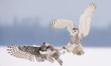 Cận cảnh cú săn mồi nhanh như tên bắn của cú tuyết