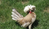 Gà sư tử Ba Lan với chiếc mào xù như bờm sư tử lạ mắt đang được nhiều trang trại rao bán với giá từ 1 - 4 triệu đồng (tùy trọng lượng và tuổi đời gà) để làm quà biếu Tết 2016.