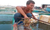Tôm hùm đã đến kỳ thu hoạch nhưng người nuôi tôm ở đảo Lý Sơn vẫn méo mặt vì giá rớt thê thảm.