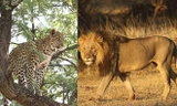 Mục kích màn đấu trí của báo con và sư tử đói
