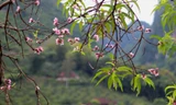 Ngỡ ngàng hoa đào trái vụ đẹp mê hồn ở Tây Bắc
