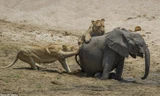 Voi con chết thảm khi lọt vòng vây của sư tử đói