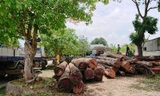 Gỗ tang vật của trùm gỗ Phượng "râu" được đưa về Hạt Kiểm lâm huyện Cư Jút