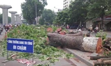 Hà Nội: Gần 100 cây xà cừ cổ thụ bị chặt bỏ
