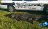 Con cá sấu bị đâm chết. (Nguồn: Dare County Sheriff)