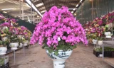 Hơn 30 triệu đồng một chậu hoa lan