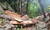 Hiện trường gỗ thuộc rừng phòng hộ huyện Quảng Ninh bị "lâm tặc" đốn hạ.