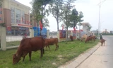 Đàn bò được thả rông trong phố gây mất mĩ quan đô thị.